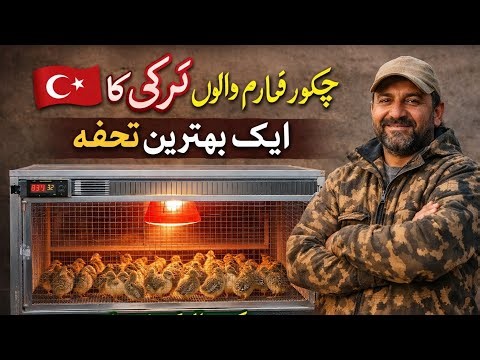Turkey’s Smart Heated Cage for Chukar Farming | Best Brooder System for Birds