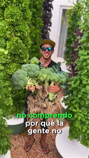 #hidroponia #huerto #cultivo #agricultura #plantar #riego #verduras #frutasyverduras #huerto #huertohidroponico #agua #agriculture
