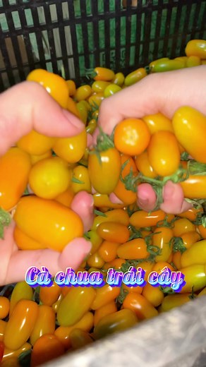 Cà chua trái cây bé bé thấy cưng ghia #catlai | Vy Cát Lai