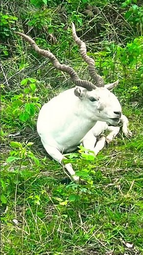 Rare White Stag Sightings#animals #whitedeer #wildlife #nature