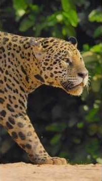 A MAIOR CONCENTRAÇÃO DE ONÇAS DO MUNDO ESTÁ NO PANTANAL