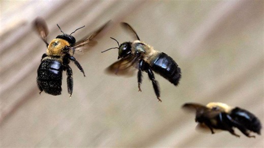 Do carpenter bees sting? Can they destroy your home? Fact-checking 7 NC myths