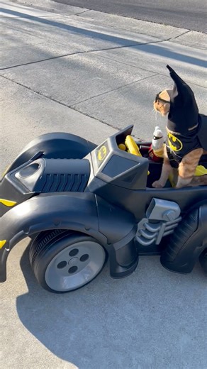 190K views · 2K reactions | HOLY VALENTINES BATMAN! THE JOKER KIDNAPPED CUPID!  BATMAN JOJO AND NO DRAMA ROBIN TO THE RESCUE!!! ❤️#batman #robin #cupid #love #valentines #joker #facebookreels #reels #superhero #rescue #hero #fun #happy #tigerjojo #nodrama #funny #cat #video #dynamicduo #dccomics | Tiger JoJo | Facebook