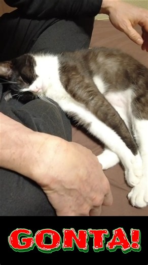 逃がすまいと飼い主を枕にするゴン太くん No.S815【#保護猫】