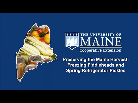 Preserving the Maine Harvest: Freezing Fiddleheads and Refrigerator Spring Pickles