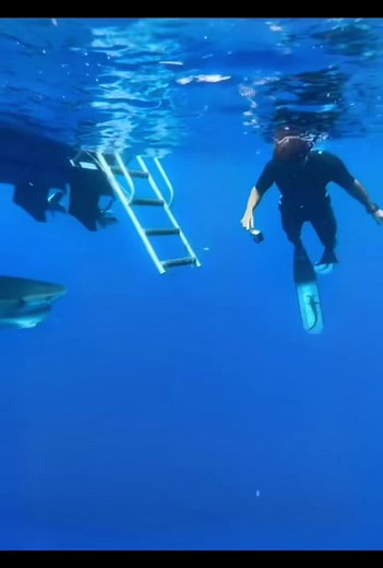 Tiger shark 🦈 #shark #ocean #sea #diving #freediving #feeding #fish #open #nature #animals #beautiful #amazing #wonder #savethesharks #human #encounter #attack #apex #predator #adventure #life #dangerous #risk #love #sharkweek #sharklover #marinelife #sealife #savetheocean #savetheworld #jaws #underwater #deep #blue #netsoutnow #hope #dream #survive #preservation #conservation #extinct #wipeout #survivor #strong