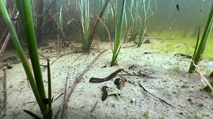 Horse leeches (Haemopis sanguisuga) at the bottom of shallow pond. Underwater footage in the wild, Estonia.