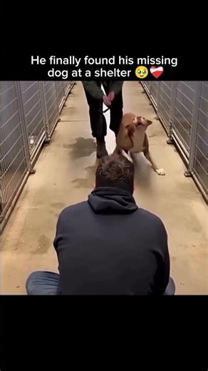 He finally found his missing dog at a shelter 🥹❤️