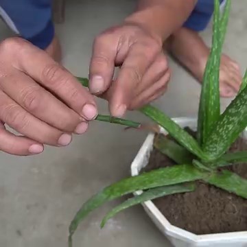 61K views · 729 reactions | Unlock the Secret to a Beautiful Orchid Garden | Diy Garden World | Facebook