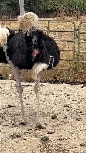 Ostrich pooping #Ostrich, #Poop #Animals #Crazyanimals #TMI #wildbirds #bird ￼