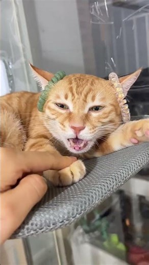 The original wrapped ears are its signal receivers. 😂 #funny #cat #shorts