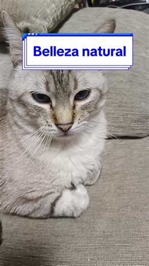 Veronica PC on TikTok