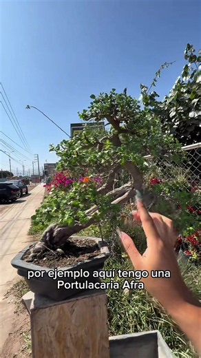 Exposición de FT Bonsai en Pachacamac: guía y detalles