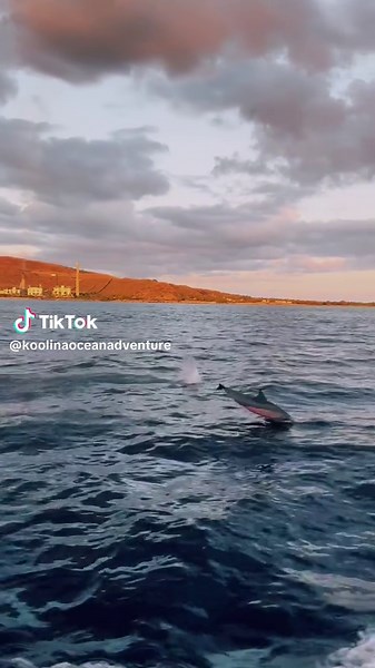 Exploring Oahu: Sailing with Dolphins