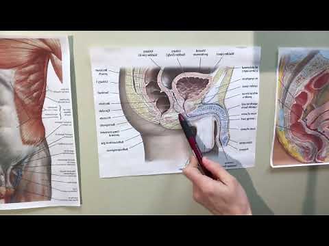 #113 Teach Me Tuesday: Why you leak after prostate surgery