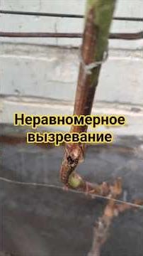 What to do with such a vine when pruning grapes?! #grapes #grape #pruning #autumnpruning