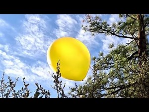 5 Yellow 24 Inch Balloons In Trees Playing and Popping, Forest Balloon Play to Pop 31