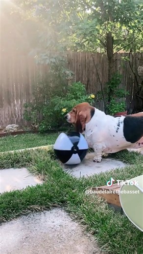 Shoop Baby Shoop. 😁 Tiktok🎥- @ baudelairethebasset | Basset Hound Heaven