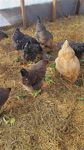 springtime muckiness in Alaska! #alaska #chicken #spring #selfsufficiency #melting #shorts