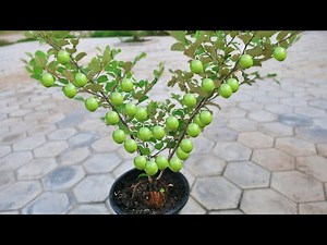 How To Propagate Jujube Tree Quickly With Natural Aloe Vera ( 100% success)