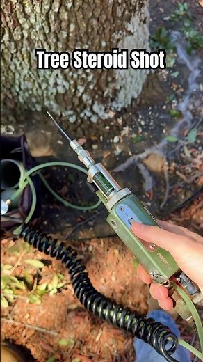 Giving Tree Steroids! | Injecting Tree with Growth Hormone Shot #treecare #treesurgeon #treehealth