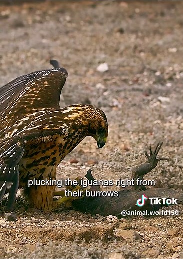 #wildlife #amazinganimalsworld #foryou #tiktok