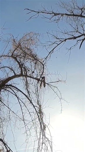 #ქედანი #nadiroba #ველი #hunting #oxota #pigeonhunting #pigeon #subscribe