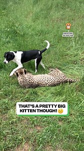 39K views · 1.4K reactions | Two animals I thought I'd never see being friends  | Fluffy Animals | Facebook