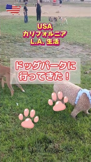 【アメリカ生活】LAのドッグパークが最高に癒される