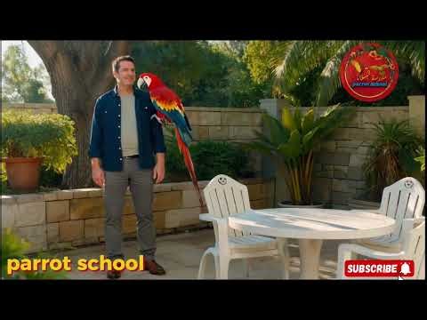 Teach Your Parrot to Spell Theodore | Parrot Name Training Tutorial