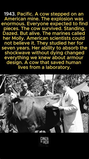 A cow survived a mine explosion in the Pacific and scientists studied her for 7 years