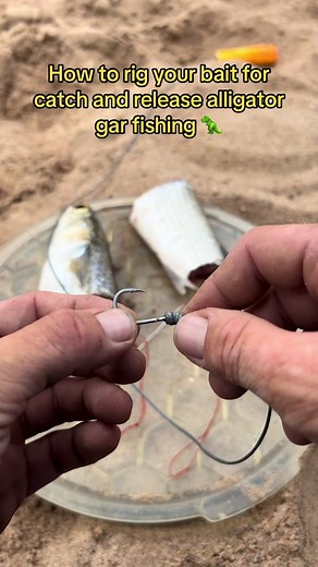How to rig your bait for catch and release alligator gar fishing 🐊🦖 #fish #fishingaddict #beach #fishing #fyp #catchandrelease #fisherman #aquatic #wildlife #texas #riverfishing #explore