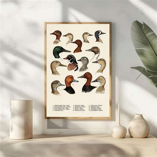 Duck Identification Chart, Vintage Bird Poster, Rustic Cabin Decor Art - Etsy