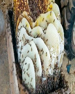 7.8M views · 47K reactions | Huge Nest Golden Honeybee and Unsatisfactory Honey Gourd | Bee'S | Facebook