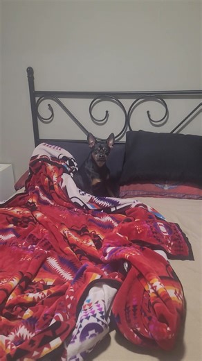 I was wondering why my snoopy looked sad so I howling first and then this is what he did. | Marina Lynn Laliberte