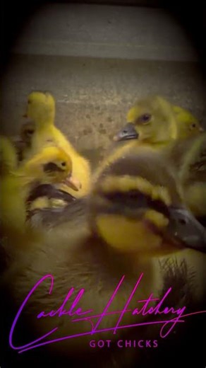 🦆 Baby Ducks & Geese Available In Store! 🐥 Cackle Hatchery