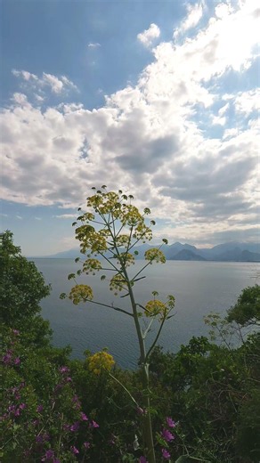 4K Summer Flowers by the Sea | Beautiful Coastal Blooms | Silent Nature B-Roll