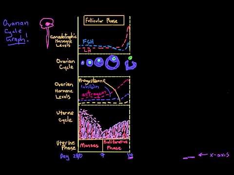 Khan Academy - Reproductive Cycle Graph: Follicular Phase