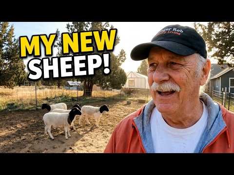 New Animals on the Homestead: Dorper Sheep