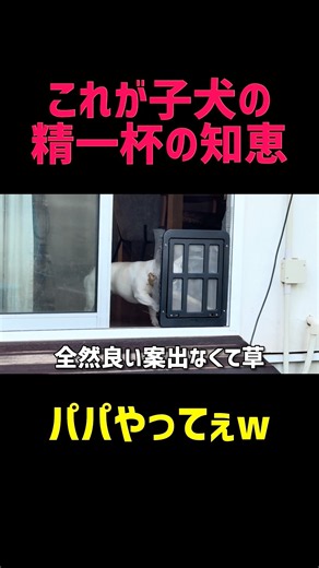 犬の赤ちゃんが精一杯の知恵でピンチを乗り越える！#フレンチブルドッグ子犬#フレブルパピー#フレブル子犬#初めての#FrenchBulldog#FrenchiePuppy#PuppyChallenge