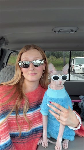Sphynx Cats: Debunking Myths About Wrinkles