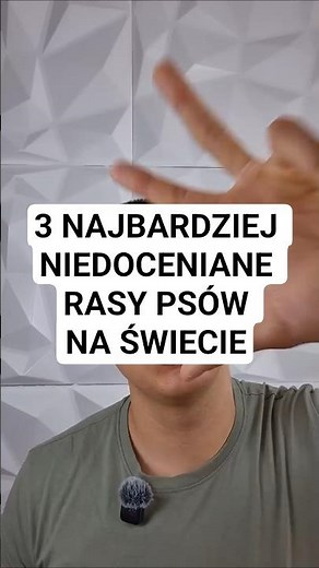 3 najbardziej niedoceniane rasy psów na świecie #lagottoromangolo #lassie #portugalskipieswodny
