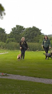 36K views · 295 reactions | These two dogs, Sasha and Nelson were abandoned at a golf course in South Yorkshire. Dogs Trust in Leeds say that, because of the coronavirus pandemic, there could be thousands more dogs abandoned. | BBC Yorkshire | Facebook