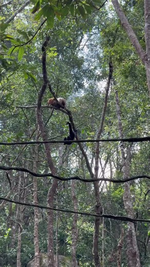 Gibbons with no sense of boundaries #Wildlife #Gibbon #Monkey #Forest #Tiktokgrowthchallenge