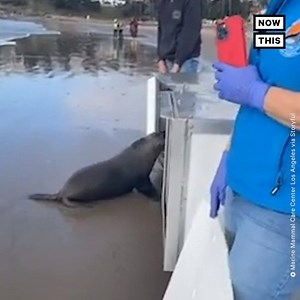 227K views · 265 shares | Four sea lions were released back into the Pacific Ocean on February 4 by the Marine Mammal Care Center in Los Angeles. The animals, who had been rescued as pups, were hesitant at first before ultimately taking the exciting plunge  | NowThis | Facebook