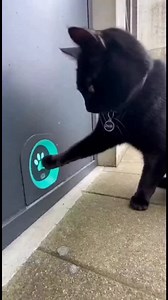 💥 “IL A TROUVÉ LE CODE… ET IL OUVRE SA RÉSERVE D’HERBE À CHAT 😭🐱🔓” 💥 Ce chat noir a clairement 3 cerveaux : il appuie sur son petit bouton lumineux comme s’il déverrouillait un coffre-fort. La porte s’ouvre… et derrière, c’est la réserve secrète d’herbe à chat, son paradis perso 😹🌿 Regard concentré, geste pro : on dirait un hacker en mission. Un vrai braquage félin. 👉 (Vidéo générée par IA 😅) #chat #herbeàchat #humour #catlover #animaux | Kyz Le Chacal