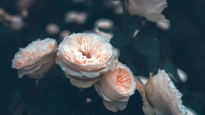 1.5K views · 96 reactions | Temperatures in China have been getting warmer, leading some flowers to start blooming. In the southwest of the country, people are taking the time out to enjoy the early-blooming flowers as China's Lunar New Year approaches. The early blossoms have added to the festive atmosphere of Spring Festival. | China Plus Culture | Facebook