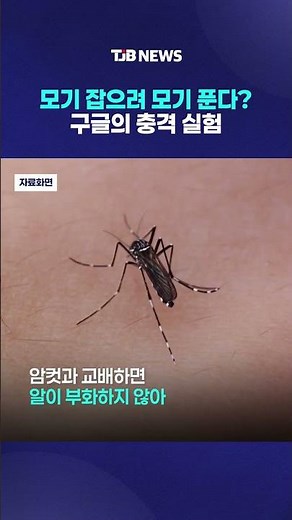 Releasing mosquitoes to catch mosquitoes? Google's shocking experiment｜ TJB Daejeon·Sejong·Chungn...