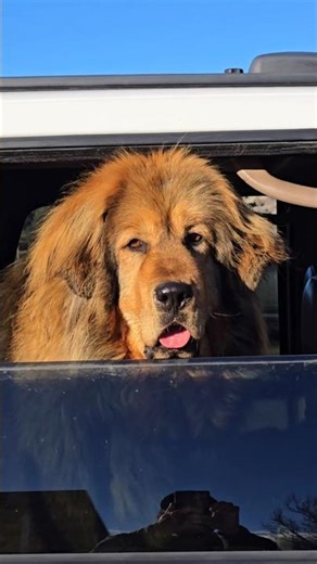 Lion Queen Limo Is Back