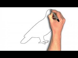 “Dove in Flight: A Step-by-Step Sketch Guide”